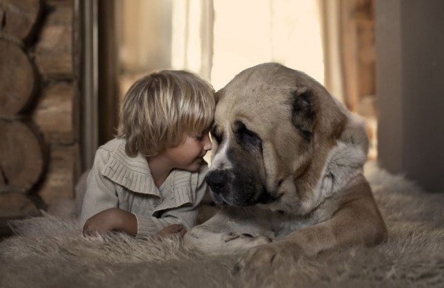 Cupa canină „Banatul Montan”: Cei mai frumoşi câini vor defila la Caransebeş Cupa canină „Banatul Montan”: Cei mai frumoşi câini vor defila la Caransebeş