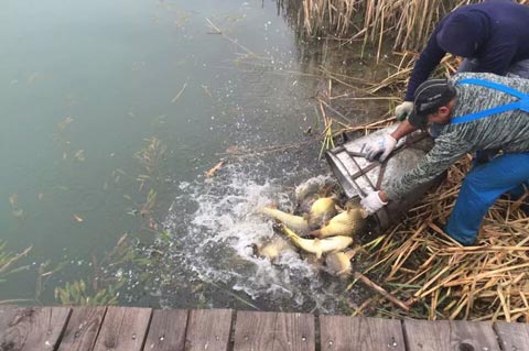 Crap oglindă de Caransebeş Crap oglindă de Caransebeş