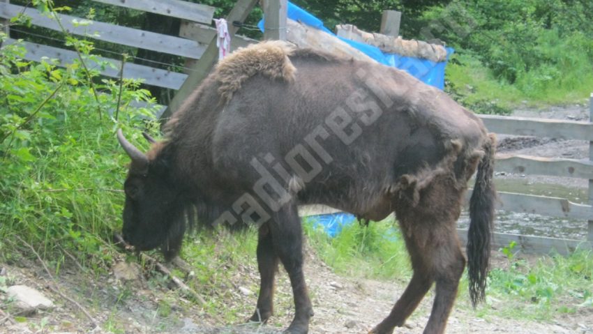 Zimbri cărăşeni pregătiţi pentru iarnă Zimbri cărăşeni pregătiţi pentru iarnă