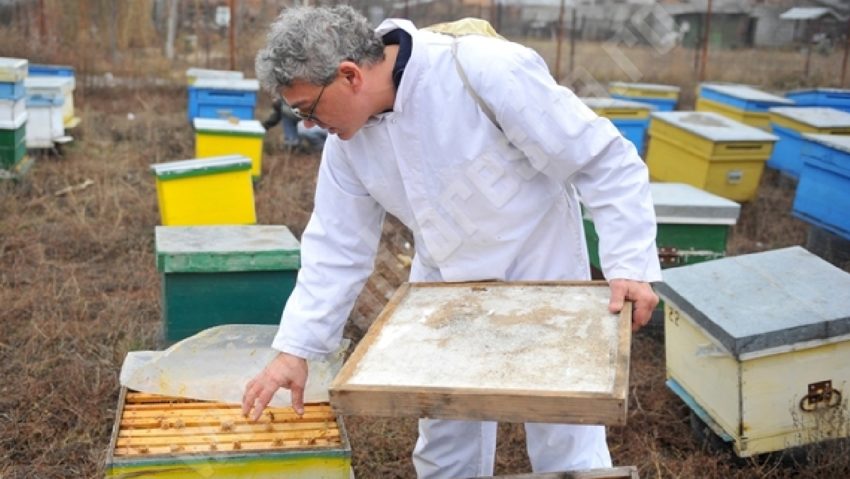 Apicultura cărăşană în dezbatere la Băile Herculane Apicultura cărăşană în dezbatere la Băile Herculane