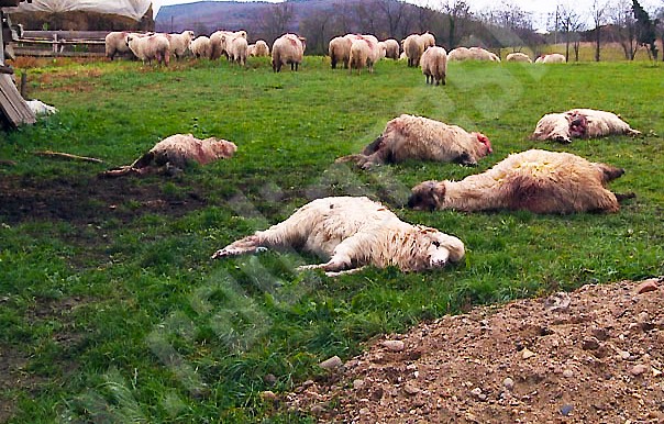 Lupii au dat atacul la Armădia unde au omorât mai multe oi Lupii au dat atacul la Armădia unde au omorât mai multe oi