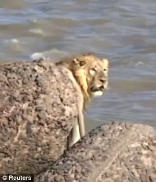 [VIDEO] Imagini dramatice cu un leu evadat dintr-o rezervație naturală care s-a aruncat în mare