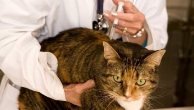 Vaccinare anevoioasă în Caraş-Severin. Nici jumătate din animalele de companie nu sunt imunizate antirabic Vaccinare anevoioasă în Caraş-Severin. Nici jumătate din animalele de companie nu sunt imunizate antirabic