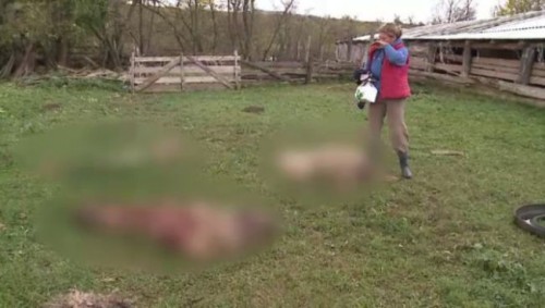Stână de oi, atacată de o haită de câini vagabonzi. Zeci de miei au fost ucişi Stână de oi, atacată de o haită de câini vagabonzi. Zeci de miei au fost ucişi