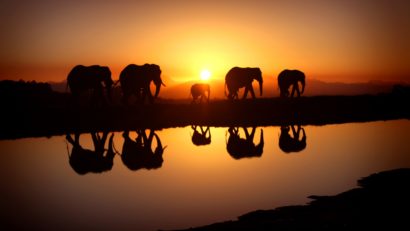 Summit în Kenya asupra modalităţilor de a salva de la extincţie elefanţii