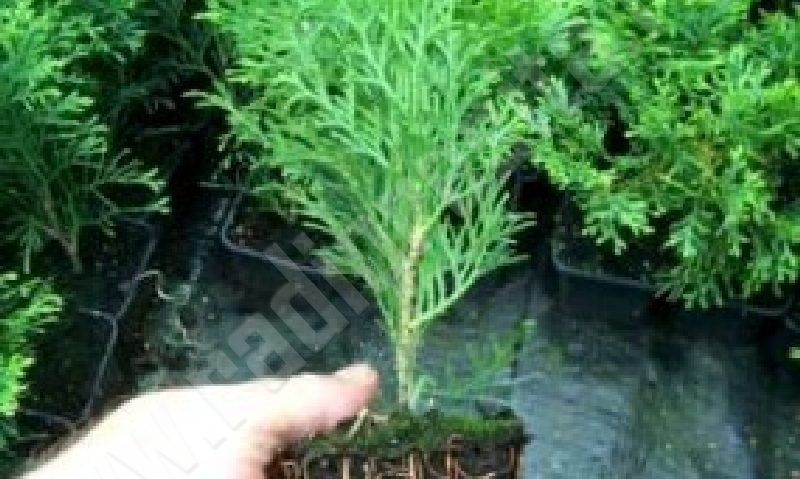 O, brad frumos: natural sau artificial?