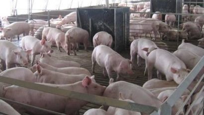ANSVSA: Numărul focarelor de pestă porcină africană a ajuns la 645!