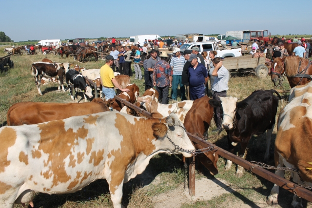 Boala care face ravagii la sud de Dunăre închide târgurile de animale din sud-vestul României Boala care face ravagii la sud de Dunăre închide târgurile de animale din sud-vestul României