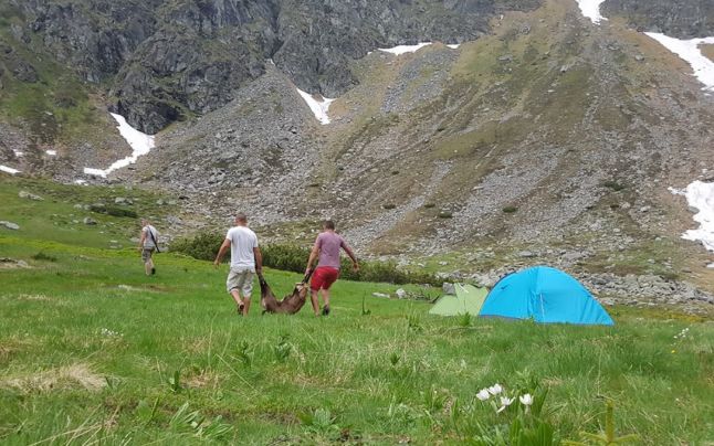 Braconaj în Parcul Naţional Munţii Rodnei cu ameninţări. Trei oameni au împuşcat o capră neagră în faţa turiştilor pe care i-au somat să nu facă poze Braconaj în Parcul Naţional Munţii Rodnei cu ameninţări. Trei oameni au împuşcat o capră neagră în faţa turiştilor pe care i-au somat să nu facă poze