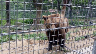 Tarife mai mari la grădina zoologică „Ion Crişan” din Reşiţa. Află aici noile preţuri!