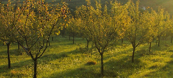 Pomicultura din Caraş-Severin în liber picaj. Peste 5.000 de hectare de livezi în declin Pomicultura din Caraş-Severin în liber picaj. Peste 5.000 de hectare de livezi în declin