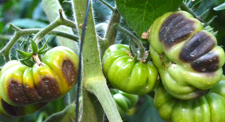 În Banat şi legumele şi fructele „suferă” de… căldură În Banat şi legumele şi fructele „suferă” de… căldură