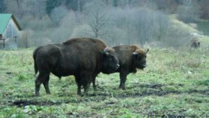 Peste 200 de exemplare de zimbru trăiesc liber în sălbăticia Banatului din Munţii Ţarcu