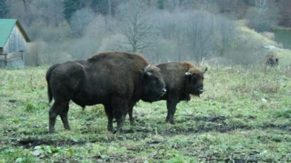 [AUDIO] Cele mai mari ierbivore din Europa, zimbri de la Armeniş, invadează şi distrug proprietăţile sătenilor. WWF reacţionează!
