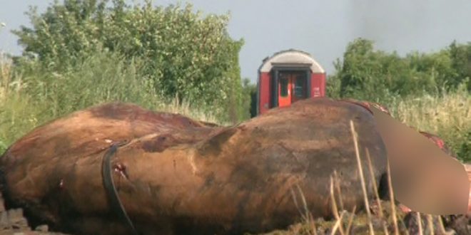 Doi cai, izbiţi de o locomotivă pe calea ferată Doi cai, izbiţi de o locomotivă pe calea ferată