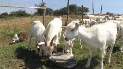Cum supravieţuiesc proprietarii unei ferme cu 400 de capre în Mehedinţi: „Le tăiem şi le dăm la câini pe cele bătrâne“