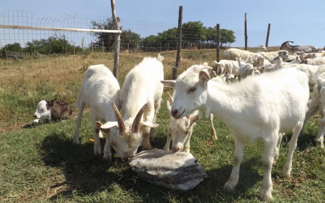 Cum supravieţuiesc proprietarii unei ferme cu 400 de capre în Mehedinţi: „Le tăiem şi le dăm la câini pe cele bătrâne“ Cum supravieţuiesc proprietarii unei ferme cu 400 de capre în Mehedinţi: „Le tăiem şi le dăm la câini pe cele bătrâne“