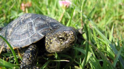 [AUDIO] Premieră zoologică în Banat. O reptilă specifică deltei a fost găsită în pădurile din Caraş-Severin