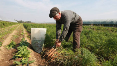 Fermierii din Caraş-Severin mai harnici în prima jumătate a anului
