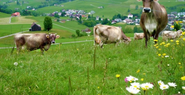 Amenajamentul pastoral, obligatoriu pentru accesarea subvenţiilor. Primarii din Caraş-Severin ignoră această măsură Amenajamentul pastoral, obligatoriu pentru accesarea subvenţiilor. Primarii din Caraş-Severin ignoră această măsură