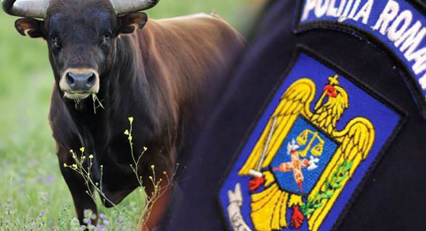 Moarte teribilă în Banat! Bărbat luat în coarne şi sfârtecat de un taur de peste 1000 kg Moarte teribilă în Banat! Bărbat luat în coarne şi sfârtecat de un taur de peste 1000 kg