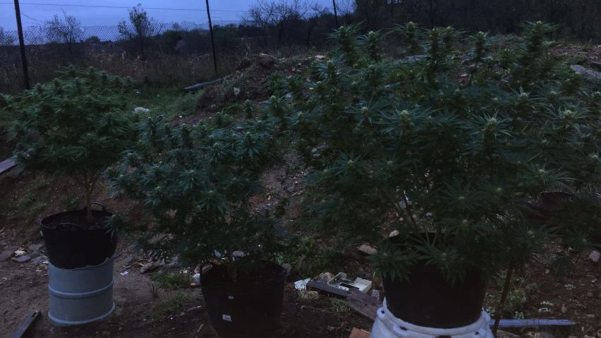 Cannabisul creşte în ghiveci. DIICOT pe urmele culturilor ilegale din Caraş-Severin Cannabisul creşte în ghiveci. DIICOT pe urmele culturilor ilegale din Caraş-Severin