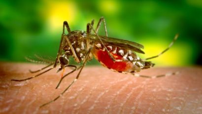 West Nile face victime în România. Feriți-vă de țânțari!