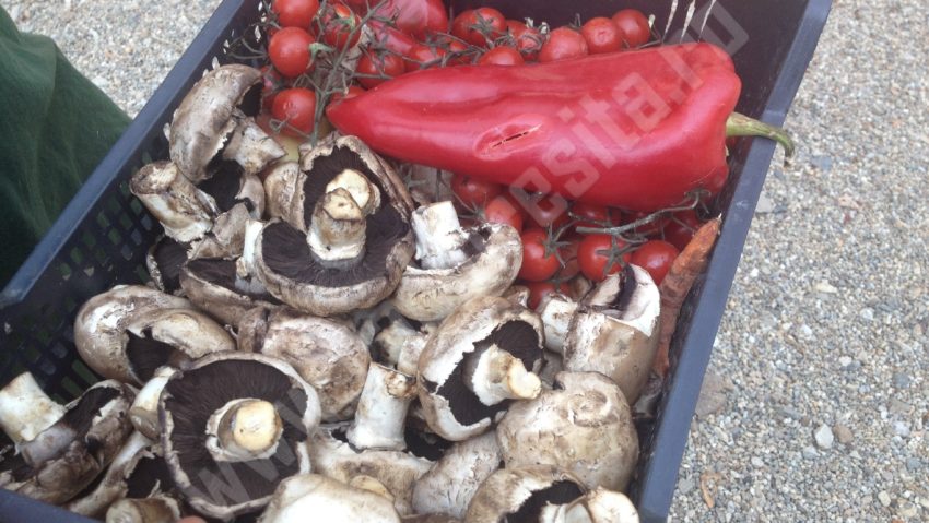Nimic nu se aruncă, totul se consumă: legumele şi fructele ajung la zoo Nimic nu se aruncă, totul se consumă: legumele şi fructele ajung la zoo
