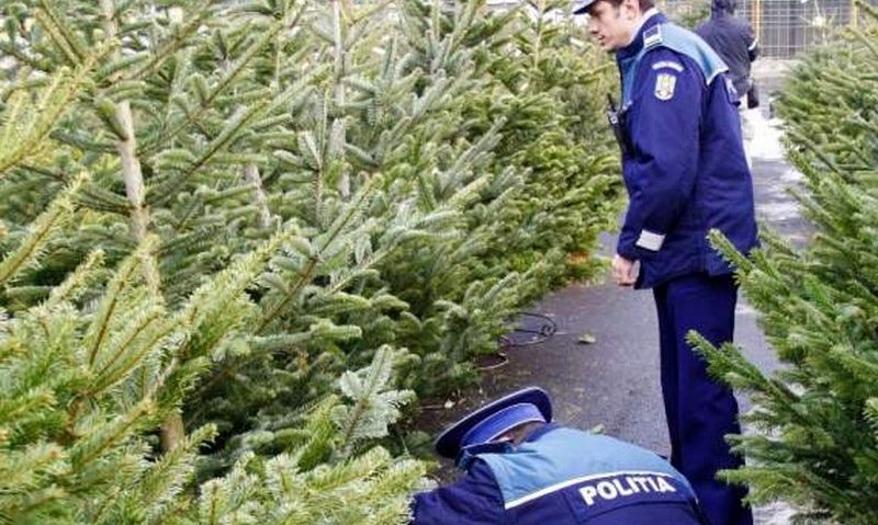 Brazii confiscaţi vor fi puşi în vânzare la Ocoalele silvice Brazii confiscaţi vor fi puşi în vânzare la Ocoalele silvice
