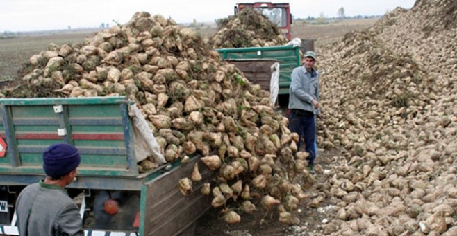 După mai bine de un deceniu, timişenii au reînceput să cultive intens sfecla de zahăr După mai bine de un deceniu, timişenii au reînceput să cultive intens sfecla de zahăr