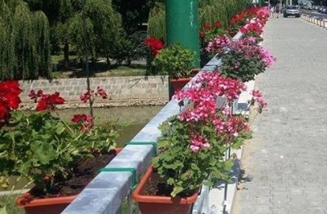 Prins la furat pe Podul Michelangelo: Am luat florile de prost şi am vreut să le duc acasă Prins la furat pe Podul Michelangelo: Am luat florile de prost şi am vreut să le duc acasă