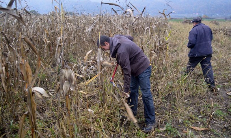 Dezastru în satele din Banat: Fermierii intră în iarnă cu jumătate din recolta neculeasă Dezastru în satele din Banat: Fermierii intră în iarnă cu jumătate din recolta neculeasă