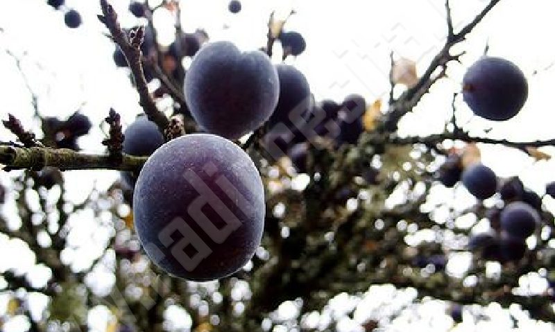 Minunea din Banat: prunii de pe drumul Secăşeni – Grădinari au dat… roade Minunea din Banat: prunii de pe drumul Secăşeni – Grădinari au dat… roade