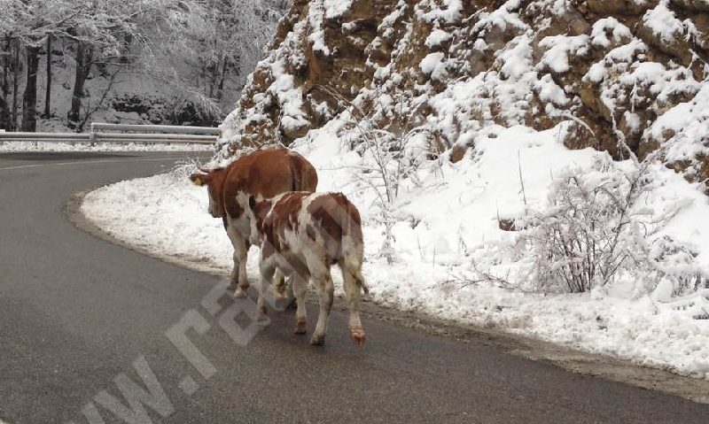 AJVPS Caraş-Severin avertizează: animalele lăsate libere, o ţintă sigură a fiarelor sălbatice AJVPS Caraş-Severin avertizează: animalele lăsate libere, o ţintă sigură a fiarelor sălbatice