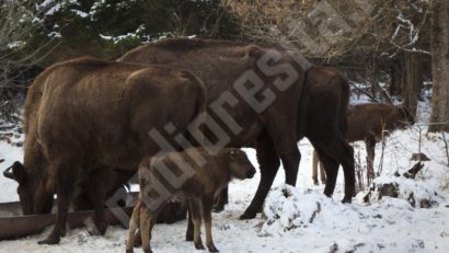 Zimbrii din Banat nu se pot adapta condiţiilor de mediu în rezervaţia cărăşană