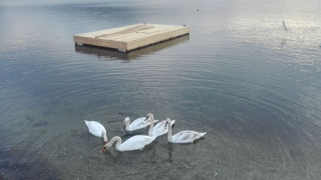 Zece lebede iernează pe Dunăre, la Orşova Zece lebede iernează pe Dunăre, la Orşova
