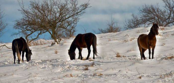 [FOTO] Paradisul ascuns al Banatului de Munte: Tărâmul cailor sălbatici din Munţii Aninei