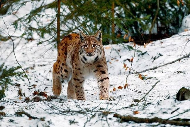 [FOTO] Sălbăticia Banatului într-o continuă diversificare: Râs, cai sălbatici şi şacali în Caraş-Severin