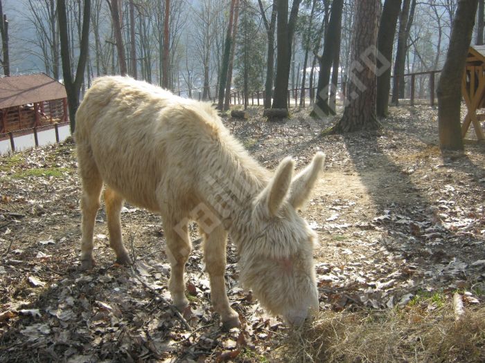 Ziua Mondială a Măgarului, sărbătorită pe 8 mai. Curiozități despre unul dintre cele mai rezistente animale din lume