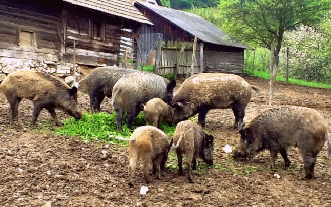 Protecţie selectivă în Banat: Vânătorii unei comune din Caraş-Severin populează controlat fondul cinegetic avut în administrare Protecţie selectivă în Banat: Vânătorii unei comune din Caraş-Severin populează controlat fondul cinegetic avut în administrare