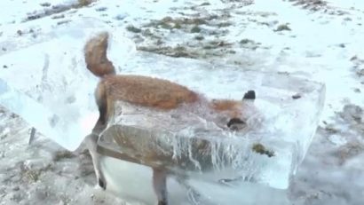 Vulpe captivă într-un bloc de gheață, „pescuită” din Dunăre