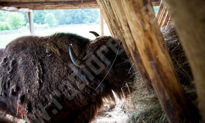 Iarna-i grea, omătu-i mare, zimbrul de mâncare… are în Caraş-Severin Iarna-i grea, omătu-i mare, zimbrul de mâncare… are în Caraş-Severin