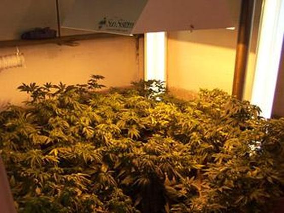 [VIDEO] Cultură de cannabis găsită într-un dormitor