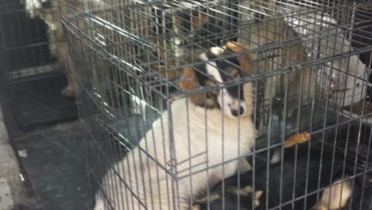 [FOTO] Campanie de ridicare a câinilor comunitari în Băile Herculane