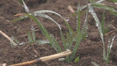 Culturile agricole din Caraş-Severin, în pericol, în caz de îngheţ