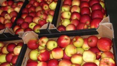 Din semestrul doi, elevii din Caraş-Severin vor primi şi mere pe lângă lapte şi corn