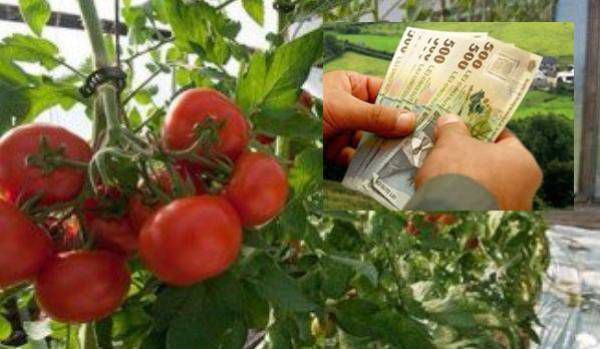 Suprafața cultivată cu roșii în sere și solarii ar putea crește în Caraş-Severin cu sute de hectare prin programul de susținere a tomatelor