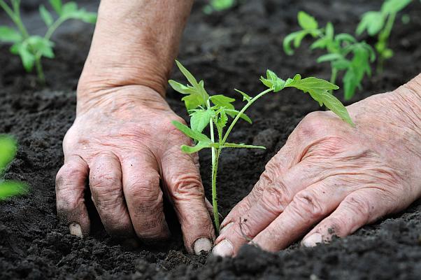 Deşi bani mulţi şi interes pe măsură, judeţul Caraş-Severin nu se pretează culturii tomatelor Deşi bani mulţi şi interes pe măsură, judeţul Caraş-Severin nu se pretează culturii tomatelor