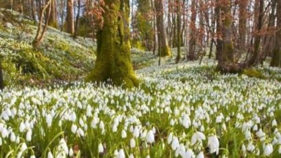 [VIDEO-FOTO] Cel mai frumos loc din România: 10 hectare de ghiocei, într-un loc de poveste