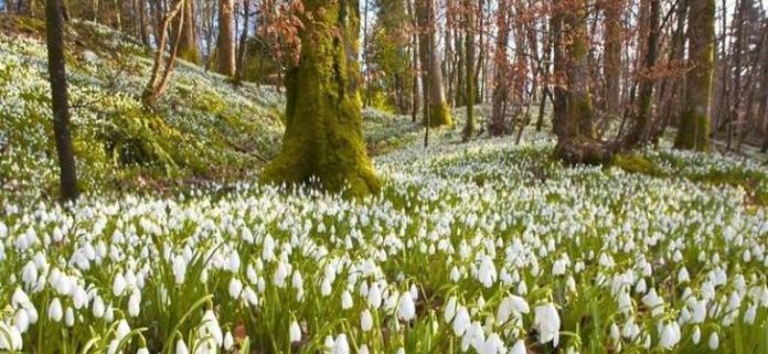 [VIDEO-FOTO] Cel mai frumos loc din România: 10 hectare de ghiocei, într-un loc de poveste